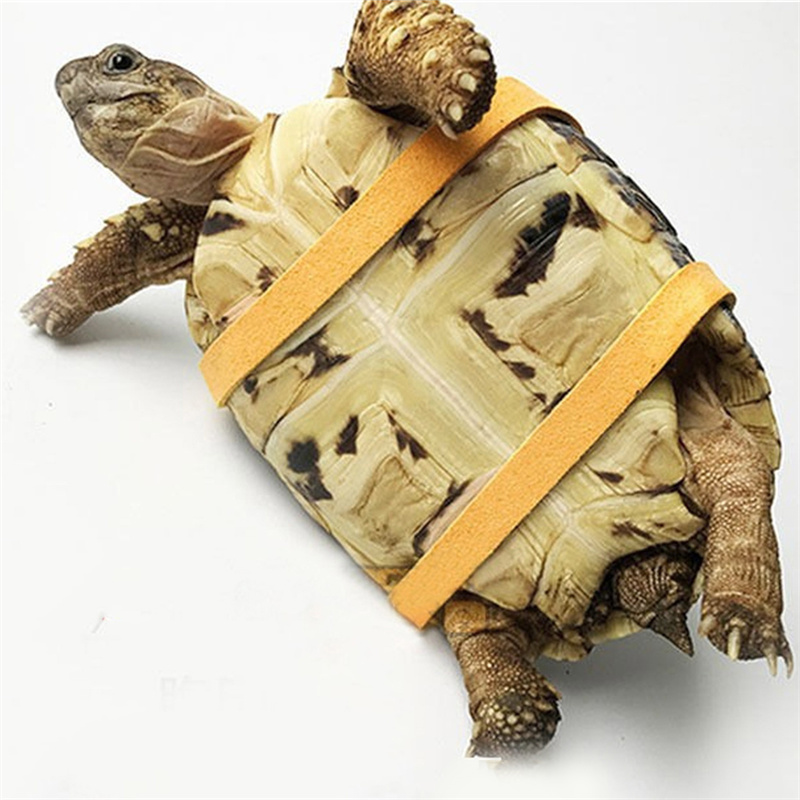 Schildkröten-Zugriemen, Kontro – Water Dish Reptile Bewertung und Preis